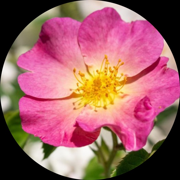 Meet your Posher, Bloomin - Picture 1 of 1